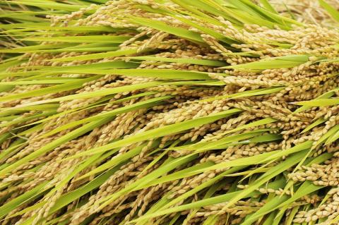 一等米 ミルキークイーン 白米 20kg _S82