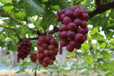 岡山県産 ぶどう マスカットビオレ 1.0kg以上 ＜10月中旬から11月中旬発送＞ _A13 1.0kg以上