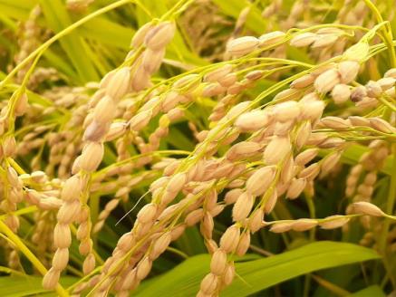 Kocomo’s きぬむすめ 玄米 10kg _S126 玄米 5kg×2袋