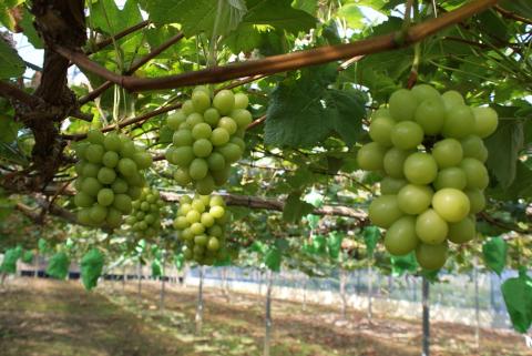 岡山県産 ぶどう 冷蔵シャインマスカット 1.4kg以上 (2房) ＜11月下旬から12月上旬発送＞ _A25 1.4kg以上 （2房）