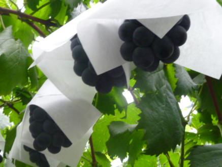 岡山県 勝央町産 ぶどう ニューピオーネ 700g以上 (1房) ＜7月中旬から7月下旬発送＞ _A4