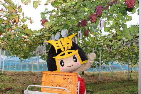 岡山県産 ぶどう マスカットビオレ 1.0kg以上 ＜10月中旬から11月中旬発送＞ _A13 1.0kg以上