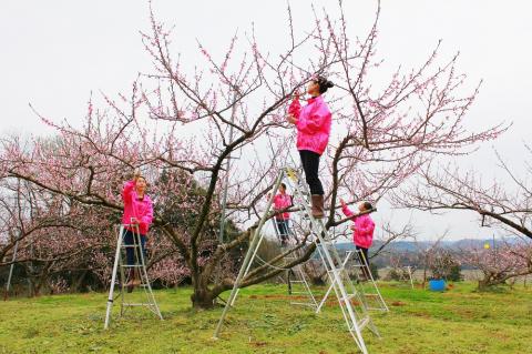 樹熟し 白桃 2kg 糖度15度以上 【極甘】 ＜7月下旬頃から9月中旬頃発送＞ _S117