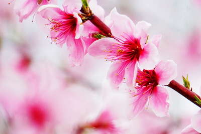 樹熟し 白桃 2kg 糖度12度以上 ＜7月中旬頃から9月中旬頃発送＞ _S89