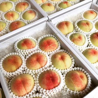 木成り熟成 光田さん 自慢の桃 あかつき 3kg (7～9玉) ＜7月21日から30日頃発送＞ _S54