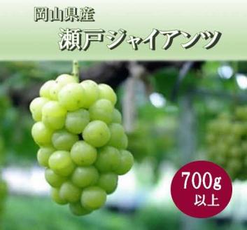 岡山県 勝央町産 ぶどう 瀬戸ジャイアンツ 700g以上 (1房) ＜10月発送＞ _A6 700g以上 （1房）