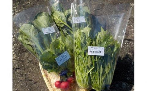 農園・空のこだわり 野菜 8～10品目 _S24