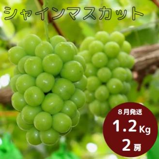 岡山県 勝央町産 ぶどう シャインマスカット 1.2kg以上 (2房) ＜8月発送＞ _A24 1.2kg以上 （2房）