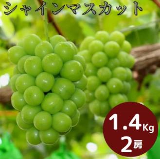 岡山県産 ぶどう シャインマスカット 1.4kg以上 (2房) ＜9月中旬から10月中旬発送＞ _A18 1.4kg以上 （2房）