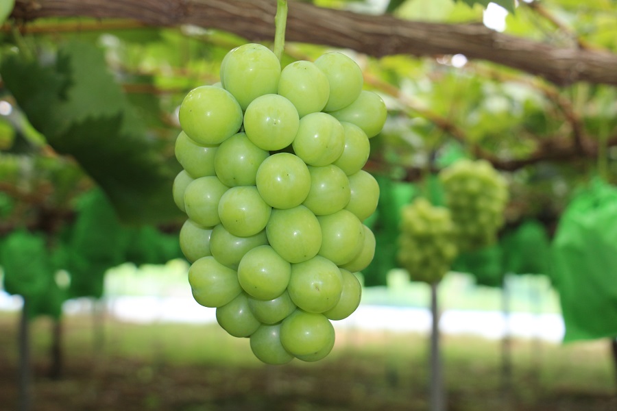 岡山県産 ぶどう 冷蔵シャインマスカット 700g以上 (1房) ＜11月下旬から12月上旬発送＞ _A14 700g以上 （1房）