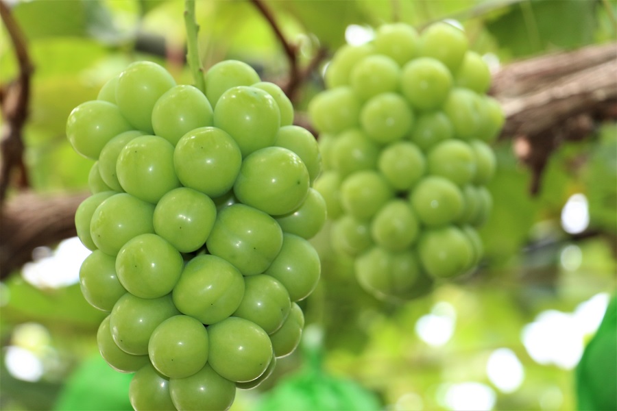 岡山県産 ぶどう 冷蔵シャインマスカット 1.2kg以上 (2房) ＜11月下旬から12月上旬発送＞ _A22 1.2kg以上 （2房）