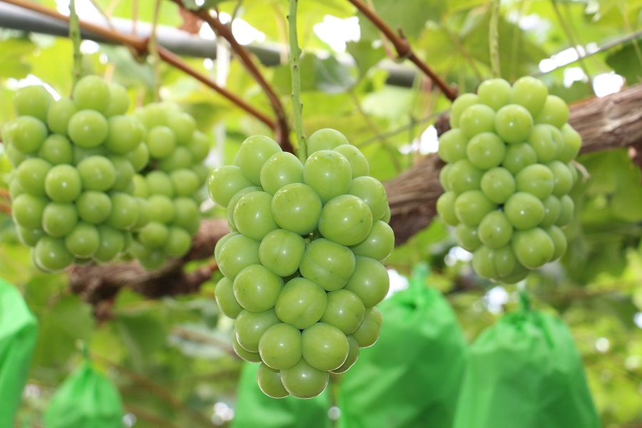 岡山県産 ぶどう 冷蔵シャインマスカット 1.4kg以上 (2房) ＜11月下旬から12月上旬発送＞ _A25 1.4kg以上 （2房）