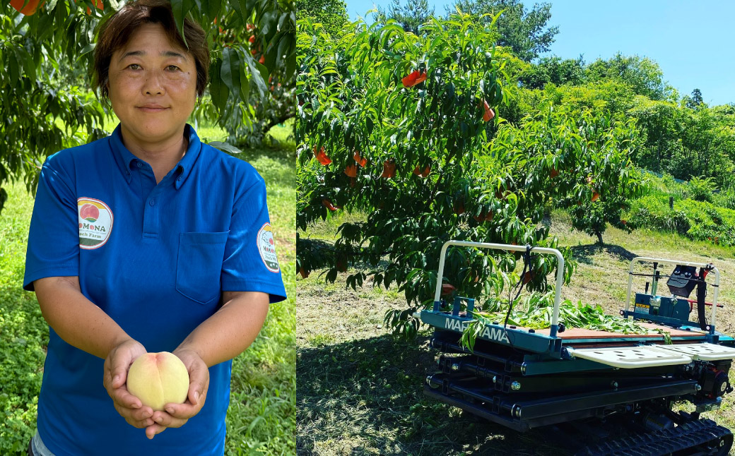 【超希少！】 千年蟠桃 3玉 桃 もも モモ くだもの 果物 フルーツ 【2025年8月上旬～8月下旬迄発送予定】