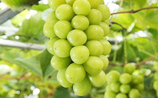 シャインマスカット 晴王 4房（1房480g以上・合計1.92kg以上）【2026年8月下旬～10月下旬迄発送予定】 マスカット 葡萄 ブドウ ぶどう フルーツ 果物 国産 岡山県産