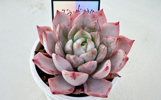 ばあちゃん家の韓国多肉植物 M&Sグランドスラム 1苗