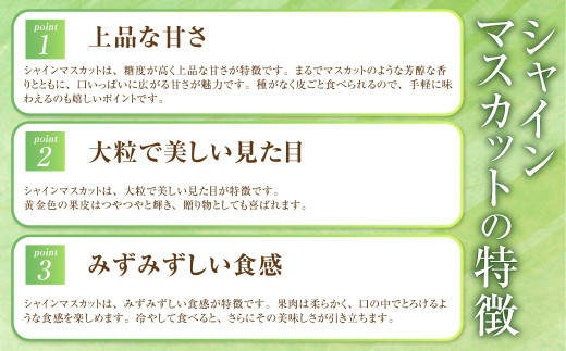 岡山県産 シャインマスカット「晴王」とニューピオーネ 3Lサイズ 計約1.2kg 【2026年8月下旬～9月下旬迄発送予定】 くだもの フルーツ 詰め合わせ ぶどう