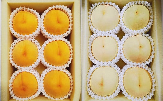 【2回定期便】 桃 （白桃・黄金桃）【2026年7月上旬より順次発送開始】 もも フルーツ 果物 くだもの ギフト 白桃 黄金桃 国産 岡山県産