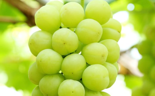 桃太郎ぶどう 1房（700g以上） 化粧箱入り【2026年7月下旬～9月上旬迄発送予定】 葡萄 ブドウ ぶどう フルーツ 果物 ギフト 国産 岡山県産