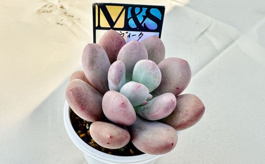 ばあちゃん家の韓国多肉植物 M&S ラ・ヴィータ 1苗