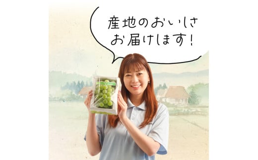 マスカット・オブ・アレキサンドリア 1房 （700g以上・秀品以上） 化粧箱入り 【2026年7月上旬～8月上旬迄発送予定】 マスカット 果物 くだもの フルーツ ぶどう ブドウ 葡萄 岡山 おかやま 国産