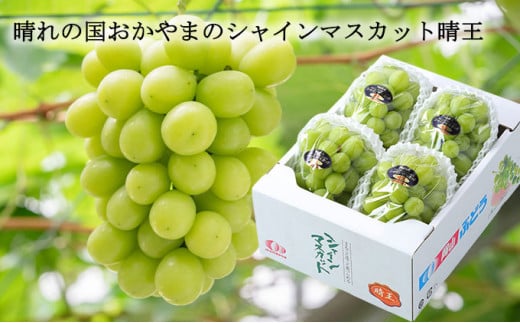 ご家庭用 シャインマスカット 晴王 3～6房 計約2kg 【2026年8月下旬～11月下旬迄発送】 岡山 種無し 種なし マスカット 果物 くだもの フルーツ ぶどう ブドウ 葡萄 冷蔵