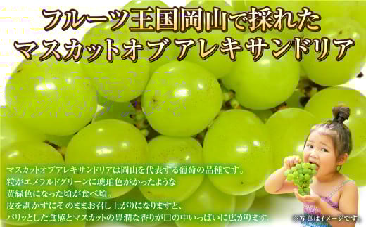 岡山県産 マスカットオブアレキサンドリア 約800g（400g×2房） 【2026年8月下旬～9月下旬迄発送予定】 果物 くだもの フルーツ ぶどう ブドウ 葡萄 マスカット