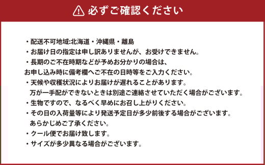 岡山白桃 エース 5～10玉 約2kg 岡山県産【2026年7月上旬～8月下旬発送予定】 白桃 桃 もも モモ