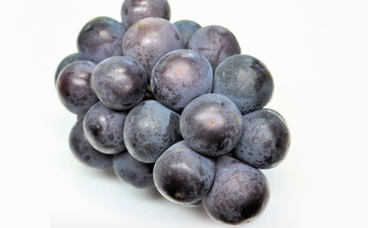 オーロラブラック 2房（1房480g以上・合計960g以上） 化粧箱入り 【2026年8月下旬～9月下旬迄発送予定】 葡萄 ブドウ ぶどう フルーツ 果物 ギフト 国産 岡山県産