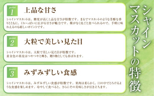 岡山県産 シャインマスカット「晴王」とニューピオーネ Lサイズ 計約800g 【2026年8月下旬～9月下旬迄発送予定】 くだもの フルーツ 詰め合わせ ぶどう