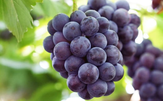 岡山県産 ニューピオーネ 4房（1房480g以上）約2kg 【2026年8月下旬～10月上旬迄発送予定】 果物 くだもの フルーツ ぶどう ブドウ 葡萄 岡山 おかやま 国産 冷蔵