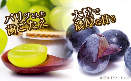 岡山県産 シャインマスカット晴王 ＆ ニューピオーネ 約500g×各1房 計1kg（2房） 【2025年8月上旬～10月上旬迄発送予定】 岡山 大粒 マスカット 果物 くだもの フルーツ ぶどう ブドウ 葡萄 種無し 種なし
