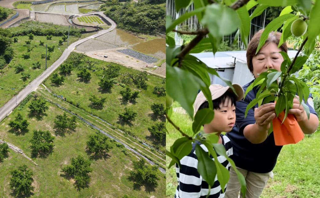 【超希少！】 千年蟠桃 3玉 桃 もも モモ くだもの 果物 フルーツ 【2025年8月上旬～8月下旬迄発送予定】