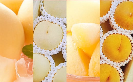 【2回定期便】 桃 （白桃・黄金桃）【2026年7月上旬より順次発送開始】 もも フルーツ 果物 くだもの ギフト 白桃 黄金桃 国産 岡山県産