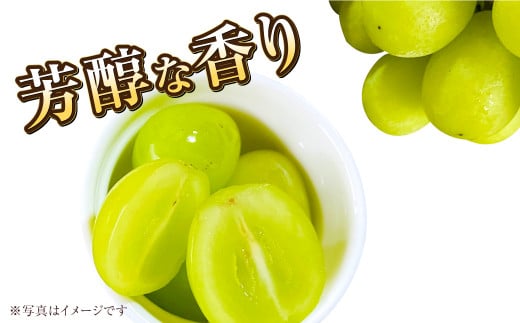 岡山県産 マスカットオブアレキサンドリア 約600g（600g×1房） 【2026年8月下旬～9月下旬迄発送予定】 果物 くだもの フルーツ ぶどう ブドウ 葡萄 マスカット