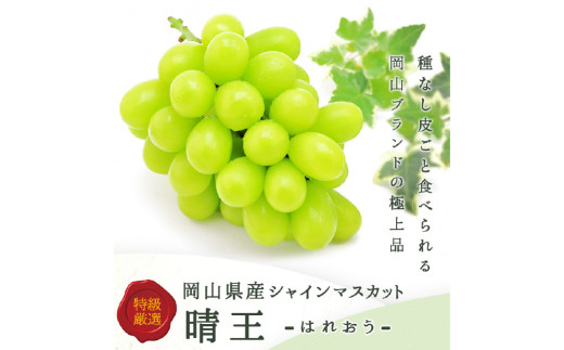 シャインマスカット 晴王 1房（800g以上） 化粧箱入り 【2026年8月下旬～11月上旬迄発送予定】 ぶどう ブドウ 葡萄 マスカット 種なし 果物 くだもの フルーツ 冷蔵 国産