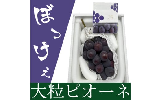 ぼっけえ大粒 ニューピオーネ 1房（800g以上） 化粧箱入り 【2026年9月上旬～10月上旬迄発送予定】 ぶどう ブドウ 葡萄 ピオーネ 果物 くだもの フルーツ 冷蔵 国産