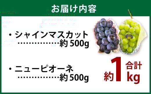 岡山県産 シャインマスカット晴王 ＆ ニューピオーネ 約500g×各1房 計1kg（2房） 【2025年8月上旬～10月上旬迄発送予定】 岡山 大粒 マスカット 果物 くだもの フルーツ ぶどう ブドウ 葡萄 種無し 種なし