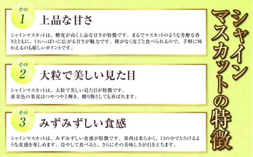 岡山県産 シャインマスカット 晴王 1房 約600g 【2025年8月上旬～10月上旬迄発送予定】 岡山 大粒 たねなし マスカット 果物 くだもの フルーツ ぶどう ブドウ 葡萄 種無し 種なし