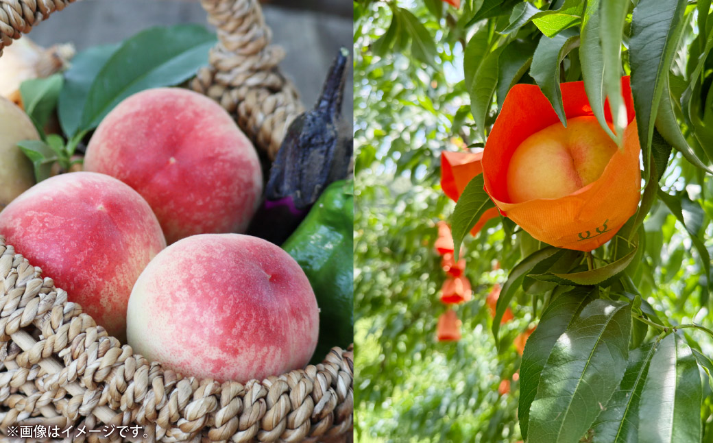 【超希少！】 千年蟠桃 3玉 桃 もも モモ くだもの 果物 フルーツ 【2025年8月上旬～8月下旬迄発送予定】