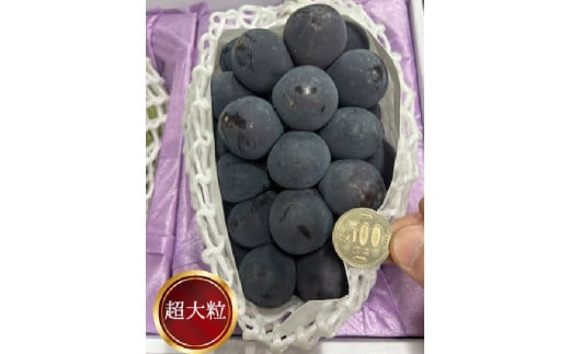 ぼっけえ大粒 ニューピオーネ 1房（800g以上） 化粧箱入り 【2026年9月上旬～10月上旬迄発送予定】 ぶどう ブドウ 葡萄 ピオーネ 果物 くだもの フルーツ 冷蔵 国産