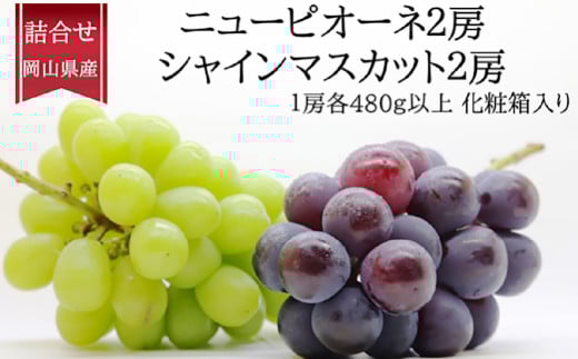詰合 ニューピオーネ 2房 シャインマスカット 晴王 2房（1房各480g以上）計1.92kg以上 化粧箱入り 【2026年9月上旬～10月上旬迄発送予定】 ぶどう ブドウ 葡萄 マスカット ピオーネ 種なし 果物 くだもの フルーツ セット 冷蔵 国産