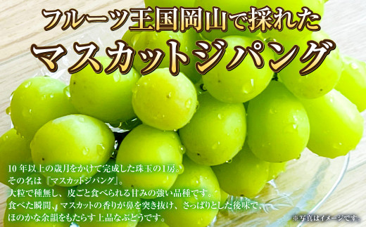 岡山県産 マスカットジパング 約800g（1房）【2026年7月下旬～8月下旬発送予定】 マスカット ぶどう ブドウ 葡萄