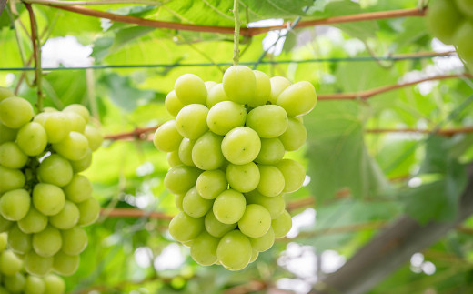 ご家庭用 シャインマスカット 晴王 約400g×1房 【2026年8月下旬～11月下旬迄発送】 岡山 種無し 種なし マスカット 果物 くだもの フルーツ ぶどう ブドウ 葡萄 国産 冷蔵