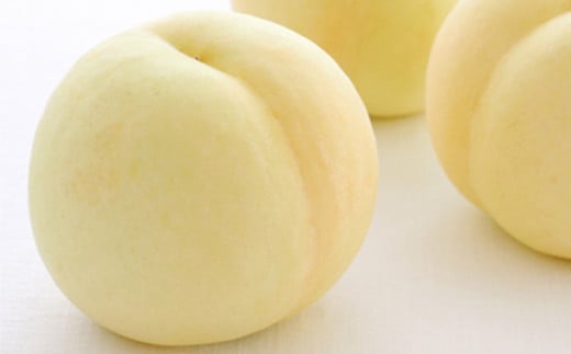 岡山県産 旬の白桃 6玉 （計1.6kg以上）【2026年7月上旬～8月上旬迄発送予定】 化粧箱入り 果物 くだもの フルーツ 桃 もも モモ 白桃 旬 岡山 おかやま 国産 冷蔵