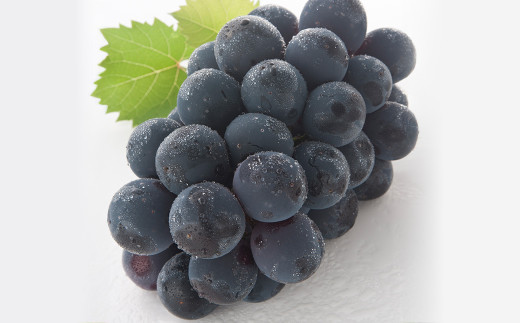 【4回定期便】 ニューピオーネ 晴王 紫苑 あたご梨 【2026年9月上旬より順次発送開始】 梨 葡萄 ブドウ ぶどう フルーツ 果物 ギフト 国産 岡山県産