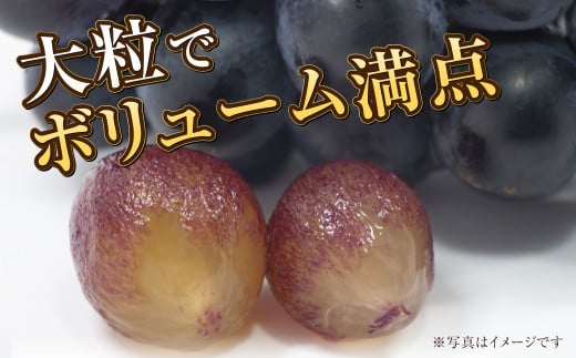 岡山県産 ブラックビート 約600g（1房）【2026年8月上旬～9月上旬発送予定】 ぶどう ブドウ 葡萄