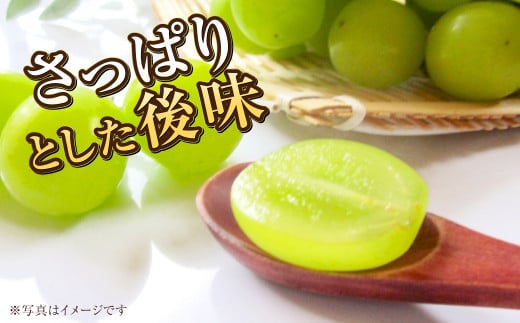 岡山県産 マスカットジパング 約900g（1房）【2026年7月下旬～8月下旬発送予定】 マスカット ぶどう ブドウ 葡萄