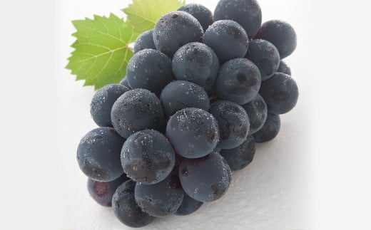 【3回定期便】 マスカットオブアレキサンドリア ニューピオーネ 晴王 【2026年7月上旬より順次発送開始】 葡萄 ブドウ ぶどう フルーツ 果物 ギフト 国産 岡山県産