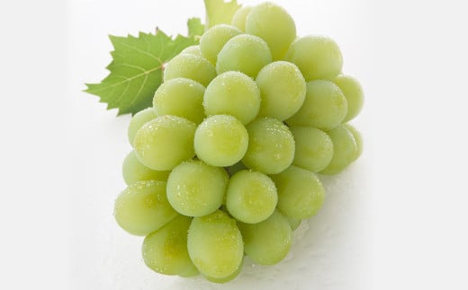 【6回定期便】 白桃 マスカットオブアレキサンドリア 桃太郎ぶどう ニューピオーネ 晴王 紫苑 あたご梨 【2025年7月上旬より順次発送開始】 桃 もも 葡萄 ブドウ ぶどう なし フルーツ 果物 ギフト 国産 岡山県産