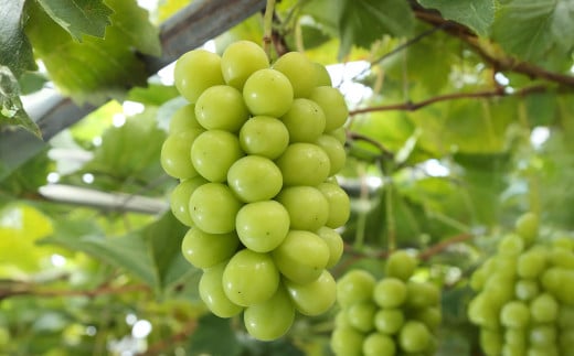 詰合 白桃 2玉 （1玉220g以上） シャインマスカット晴王 2房 （1房480g以上） 化粧箱入り 【2026年7月下旬～8月上旬迄発送予定】 果物 くだもの フルーツ 桃 もも モモ ぶどう ブドウ 葡萄 マスカット 詰合せ 詰め合わせ 岡山 おかやま 国産 冷蔵